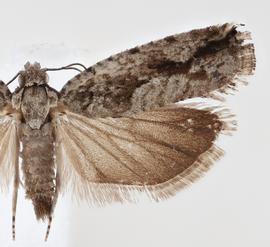  Male. © Loren Jones. Image used with permission.
